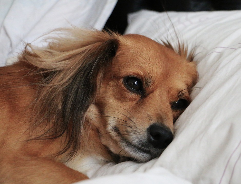 Antes de dormir, seu cachorro também fica “preocupado” com os problemas do dia