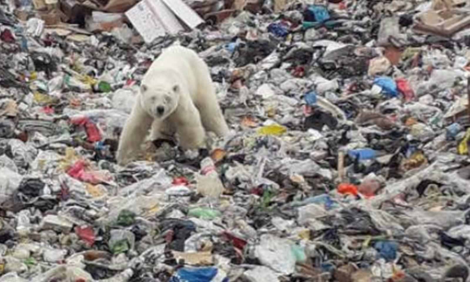 Urso polar é visto revirando lixo a 800 km de seu habitat