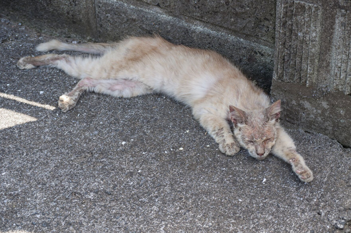 Previously Stray Cat Is Delighted By His New Life With His Retired Photographer Human